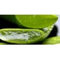 COTRIL - HYDRA SHAMPOO BAR (80g) HYDRA SHAMPOO COTRIL - HYDRA SHAMPOO BAR (80g) HYDRA SHAMPOO