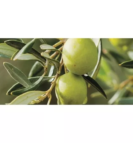 COTRIL - LIFE DENSIFYING INTENSIVE SCALP LOTION (14x6ml) Lozione intensiva densificante