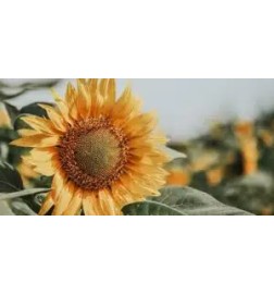 COTRIL - YO Curls Amplifier (100ml) Crema amplificatrice ricci